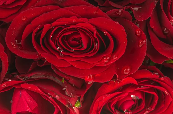 Rote Rosen — Stockfoto