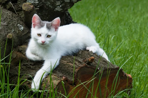 Cat on a tree — Stock Photo, Image