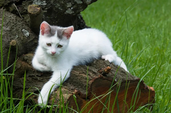 Katze auf einem Baum — Stockfoto