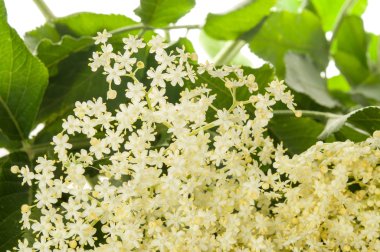 Çiçek tomurcukları ve çiçekler