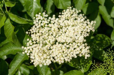 Çiçek tomurcukları ve çiçekler