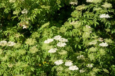 Çiçek tomurcukları ve çiçekler