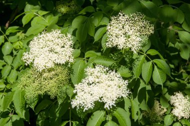 Çiçek tomurcukları ve çiçekler