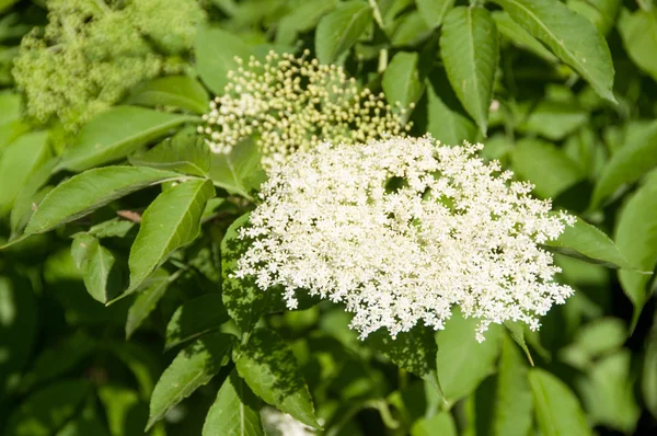 Brotes de flores y flores —  Fotos de Stock