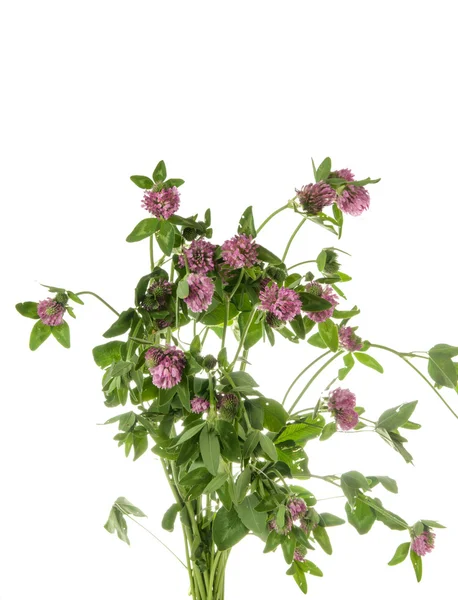 Alfalfa isolerad på vit — Stockfoto