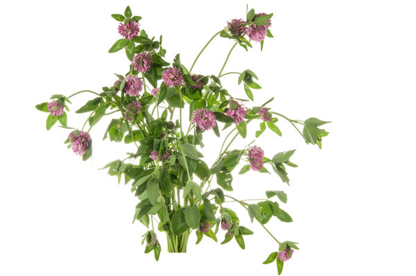 Люцерна изолирована на белом
