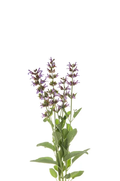 Salvia officinalis — Stock Photo, Image