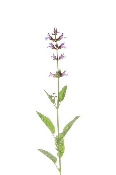 Salvia officinalis — Stock Fotó