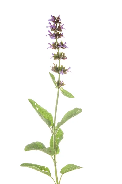 Salvia officinalis — Stock Fotó