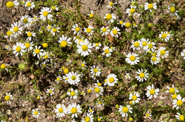 Papatya çayı — Stok fotoğraf