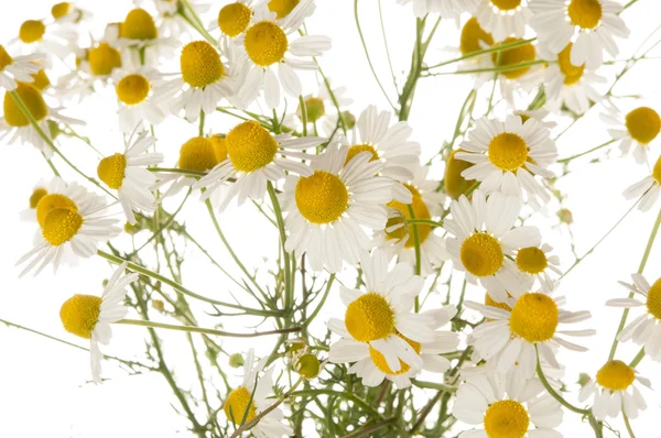 Chamomile — Stock Photo, Image