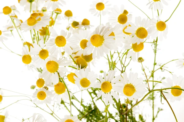 Chamomile — Stock Photo, Image