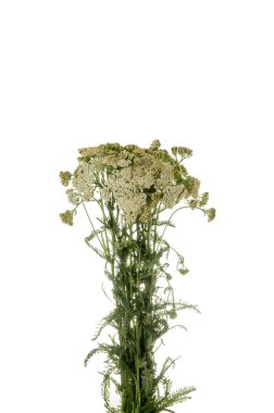 Achilea millefolium