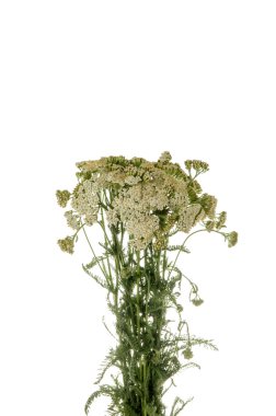Achilea millefolium