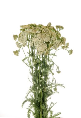 Achilea millefolium