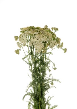 Achilea millefolium