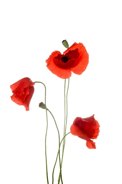 Poppy bloemen — Stockfoto