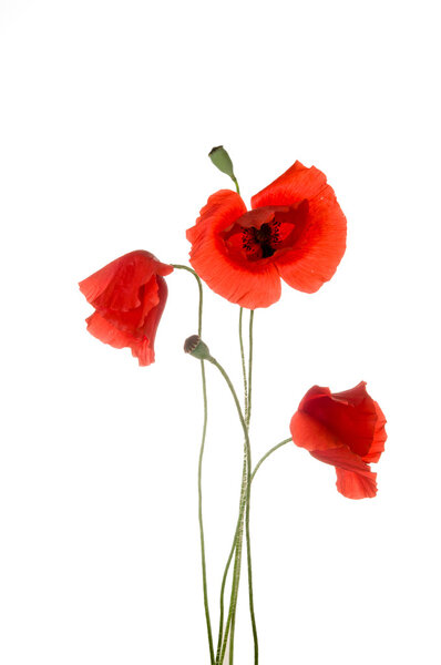 Poppy flowers