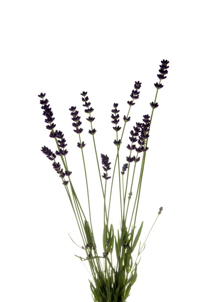 Flor de lavanda — Foto de Stock