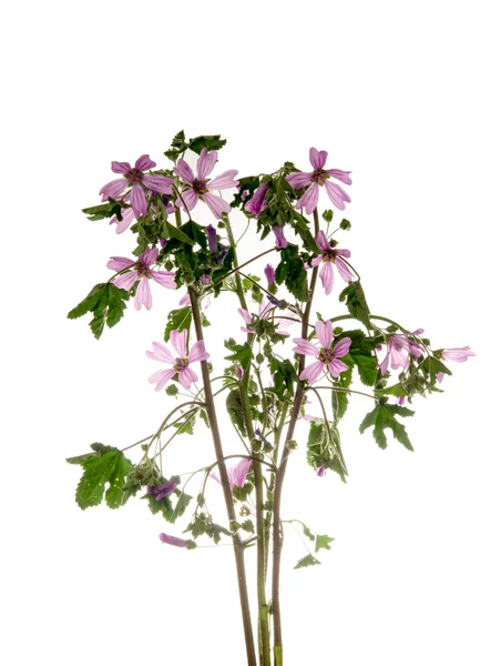 Malva silvestre — Foto de Stock