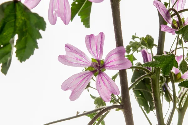 Divoké mallow — Stock fotografie