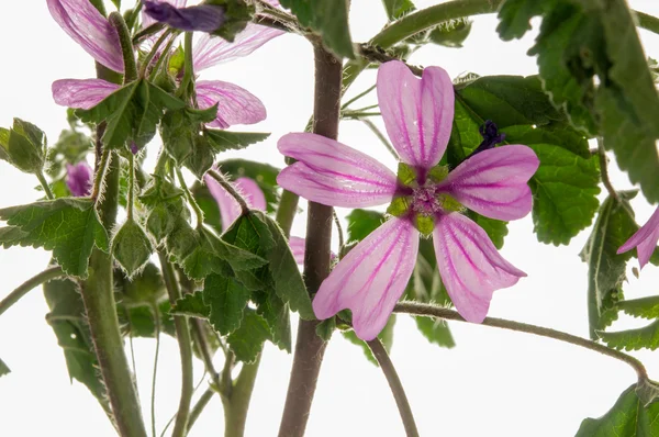 Wild mallow — Stock Photo, Image