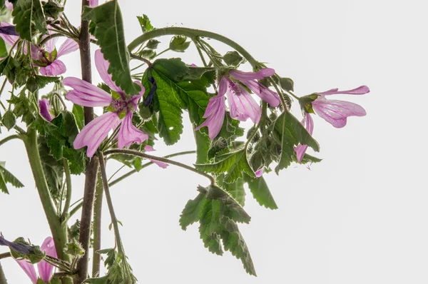 Wild mallow — Stock Photo, Image