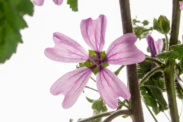 Wild mallow — Stock Photo, Image