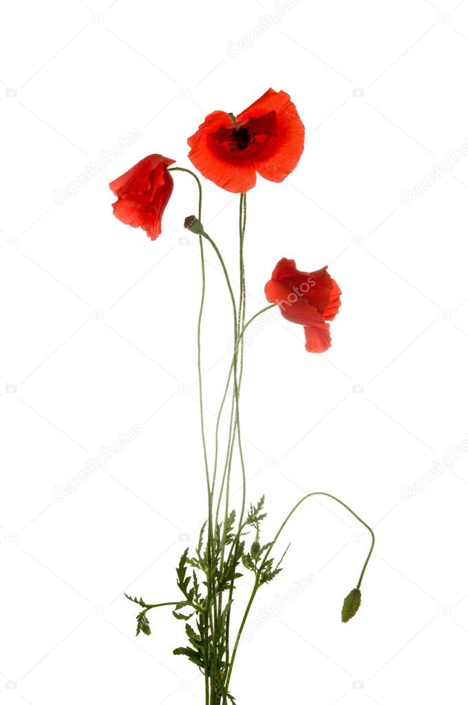 Poppy flowers