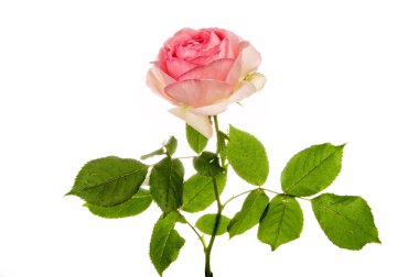 Pembe gül beyaz üzerine izole 