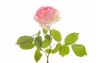 Pembe gül gülümsemek izole