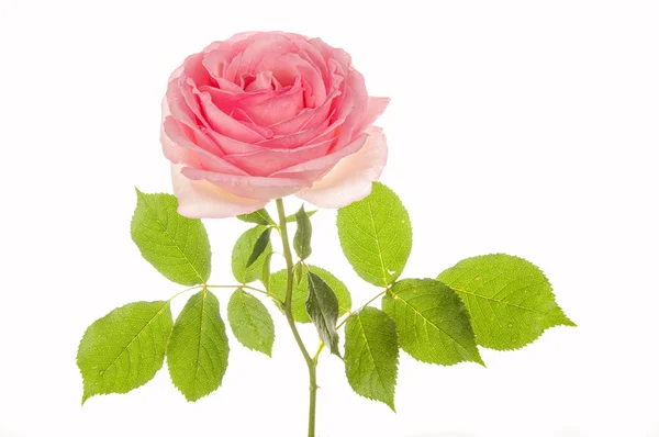 Rosa rosa close-up isolado — Fotografia de Stock