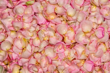 pembe Gül petal arka plan