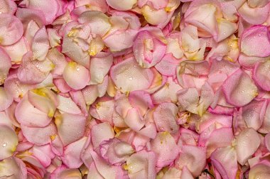 pembe Gül petal arka plan