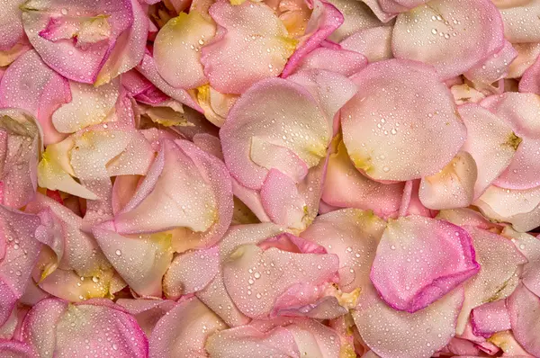 Roze roos bloemblad achtergrond — Stockfoto
