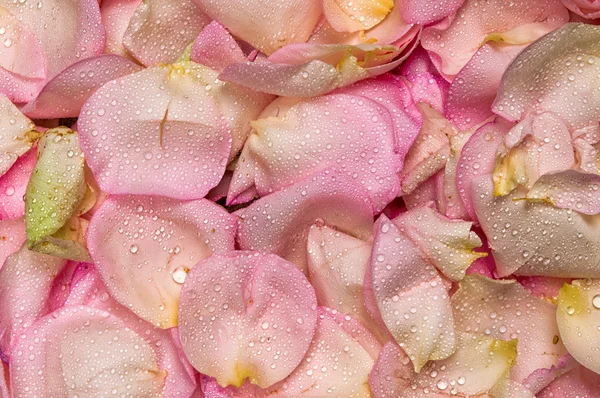 Pink rose petal background