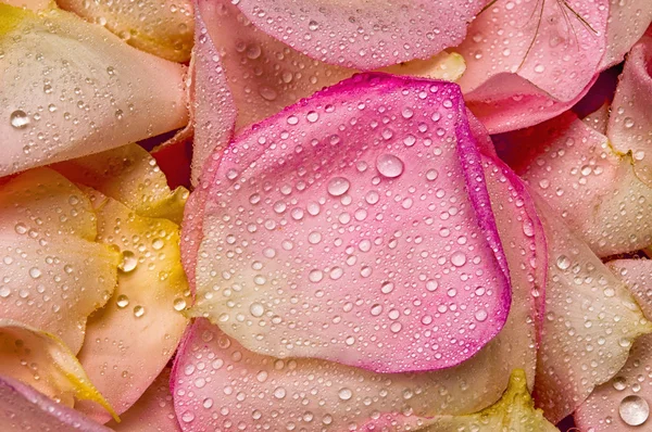 Roze roos bloemblad achtergrond — Stockfoto