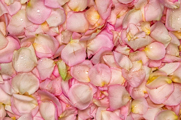 Rosa Rosenblütenblatt Hintergrund — Stockfoto