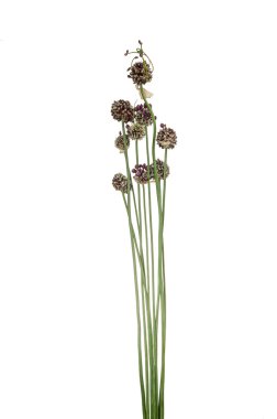 Chives ile izole çiçekler