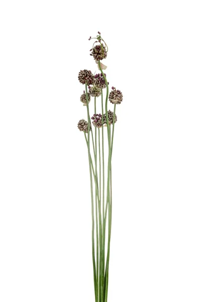 Metélőhagyma elszigetelt virágokkal — Stock Fotó