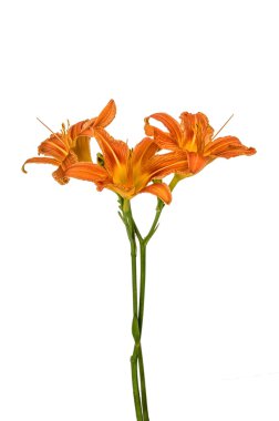 Turuncu zambak çiçekleri