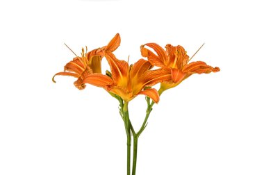 Turuncu zambak çiçekleri