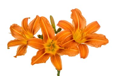 Turuncu zambak çiçekleri