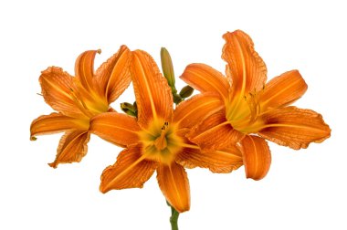 Turuncu zambak çiçekleri