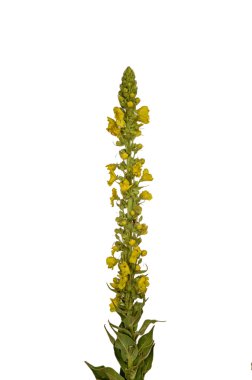 büyük sığırkuyruğu 