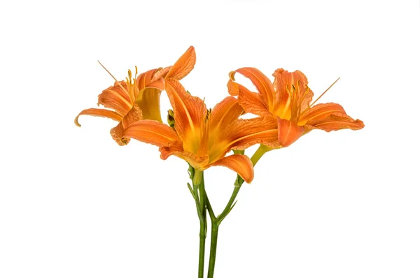 Orange Lilienblüten — Stockfoto