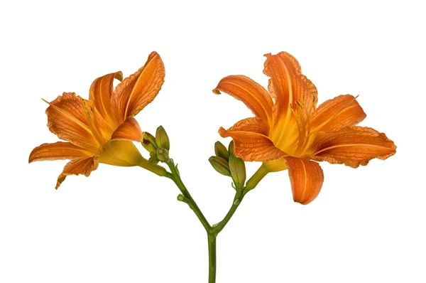 Orange Lilienblüten — Stockfoto