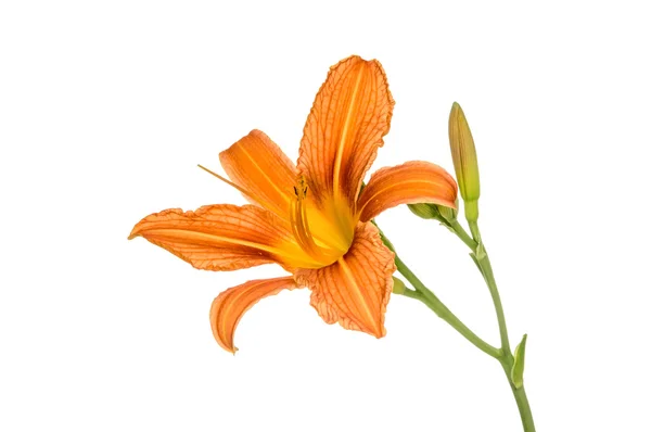 Kwiaty lilii pomarańczowej — Zdjęcie stockowe