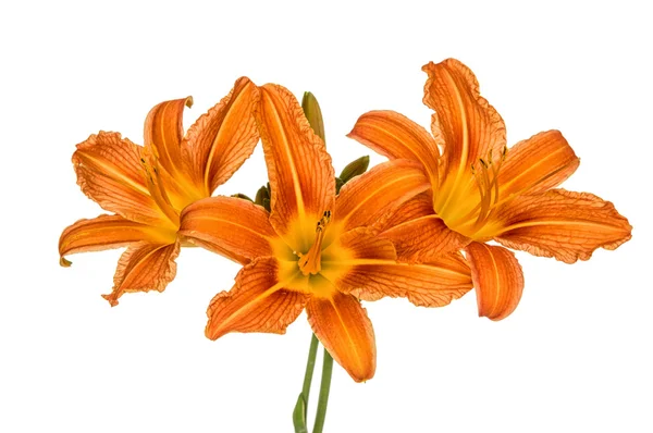 Oranžové lilie květiny — Stock fotografie