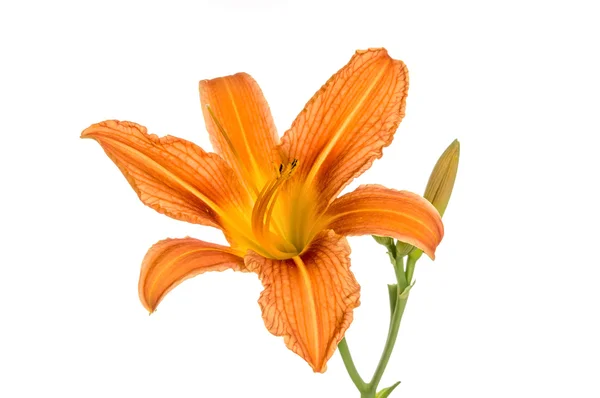 Orange lily flowers — Stock Photo, Image